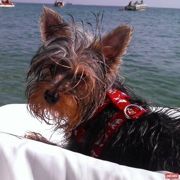 Yorkshire Terrier, Köpek  OFFA fotoğrafı