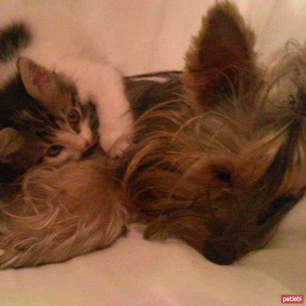 Yorkshire Terrier, Köpek  OFFA fotoğrafı