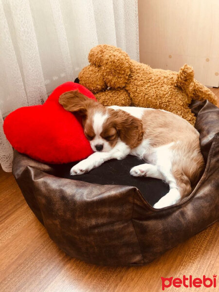 Cavalier King Charles Spanieli, Köpek  Luna fotoğrafı