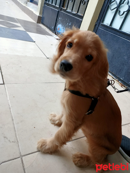 Amerikan Cocker Spaniel, Köpek  LUCY fotoğrafı