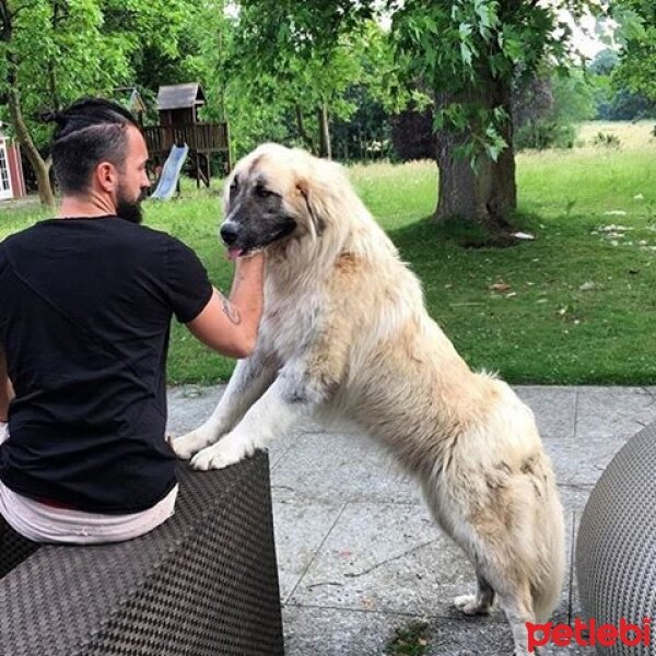 İlirya çoban Köpeği, Köpek  zezak fotoğrafı