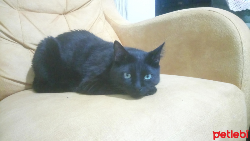 Bombay, Kedi  Balbazar fotoğrafı