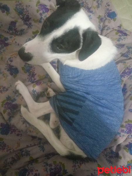 Jack Russell Terrier, Köpek  Panda fotoğrafı