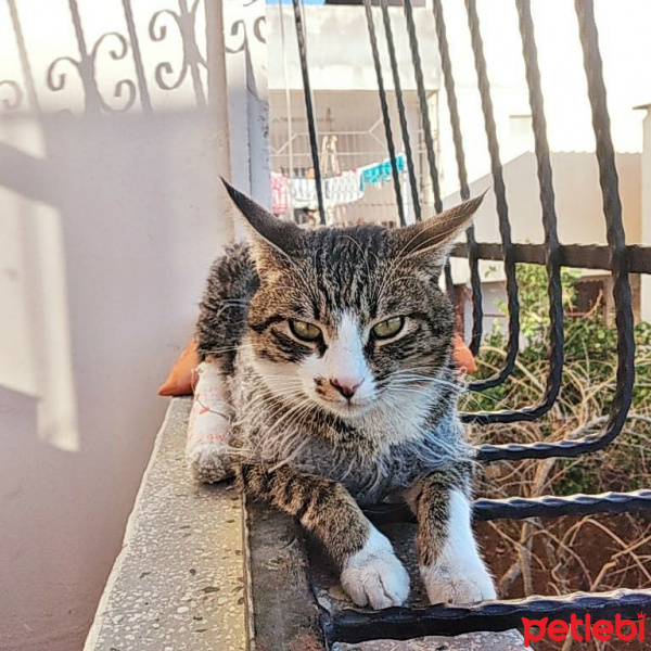 Tekir Kedi, Kedi  Paşa fotoğrafı