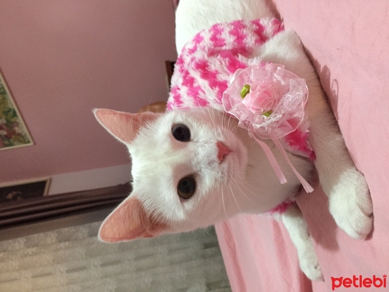 Van Kedisi, Kedi  Prenses fotoğrafı