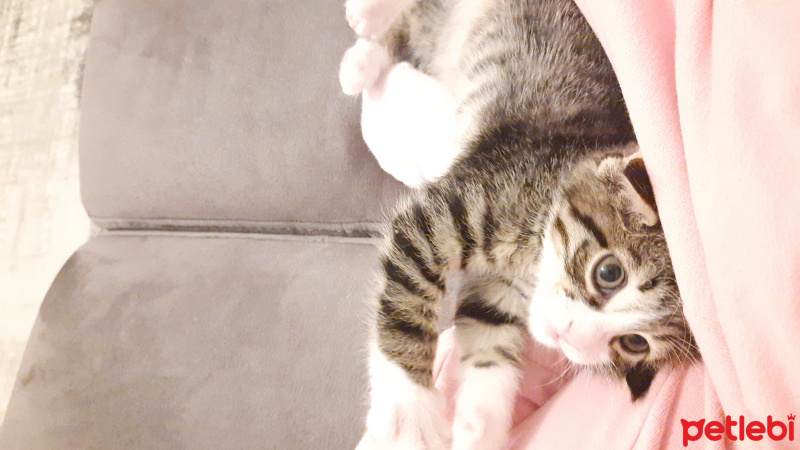 Tekir Kedi, Kedi  Deniz fotoğrafı