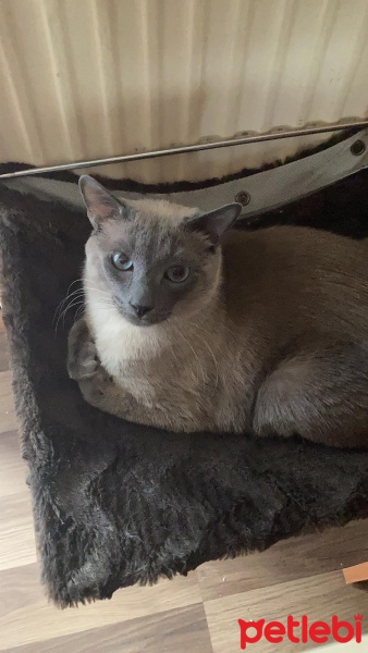 Siyam Kedisi, Kedi  Dobby fotoğrafı