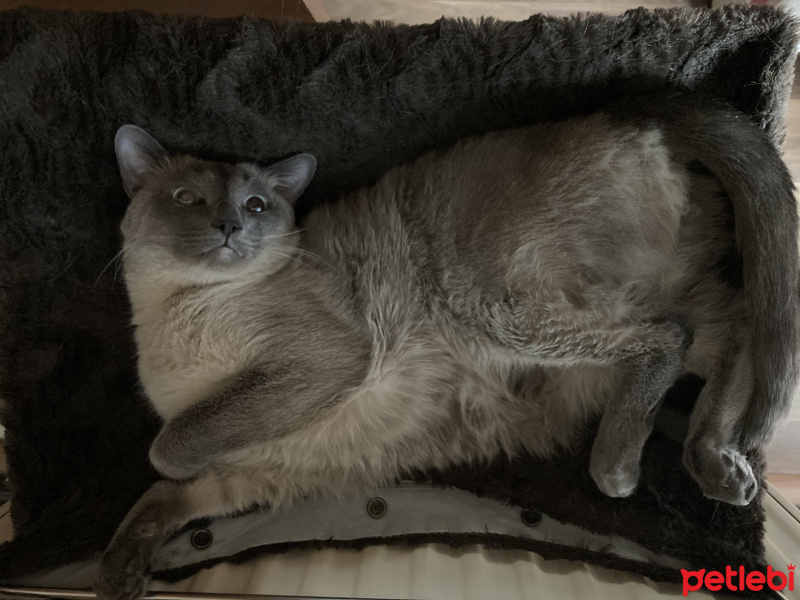 Siyam Kedisi, Kedi  Dobby fotoğrafı