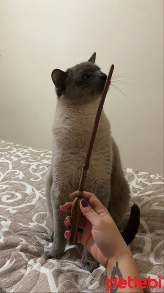 Siyam Kedisi, Kedi  Dobby fotoğrafı
