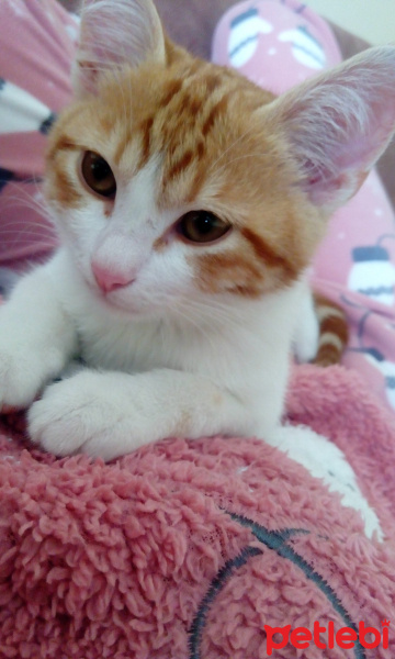 Tekir Kedi, Kedi  Tarçın fotoğrafı
