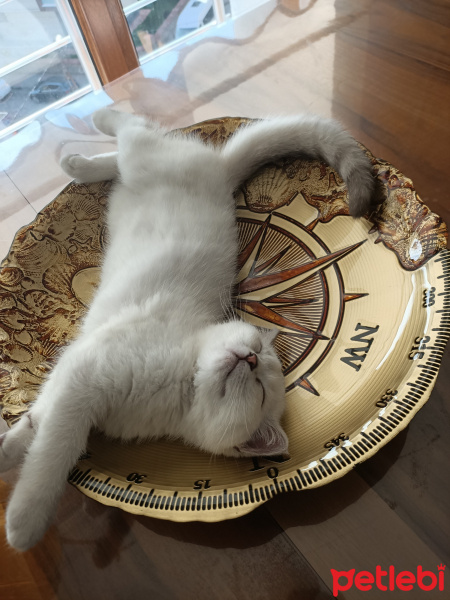 British Shorthair, Kedi  Sütlaç fotoğrafı