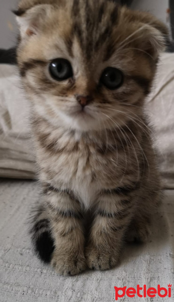 Scottish Fold, Kedi  Mia fotoğrafı