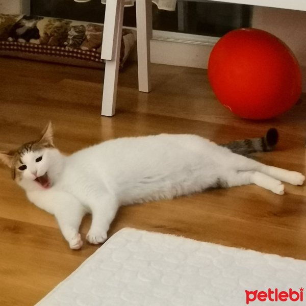 Australian Mist, Kedi  Lokum fotoğrafı