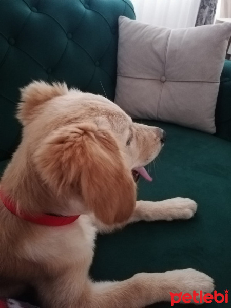 Golden Retriever, Köpek  Tarçın fotoğrafı