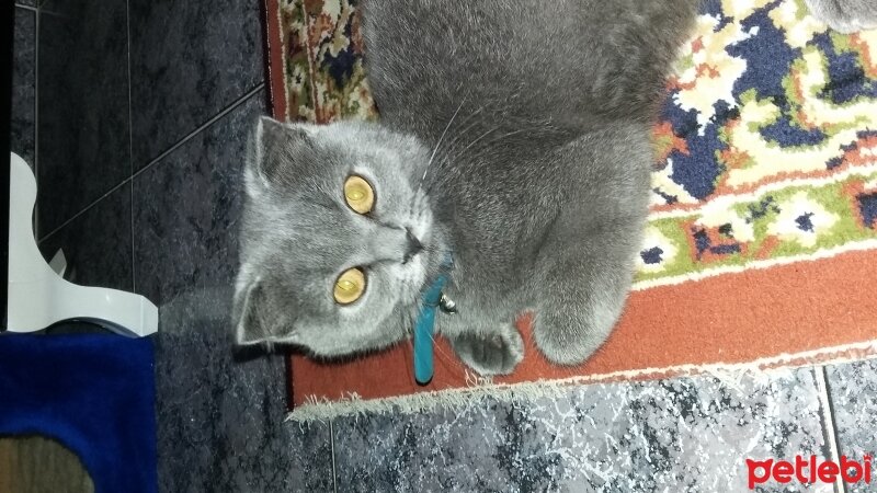 Scottish Fold, Kedi  Şans fotoğrafı