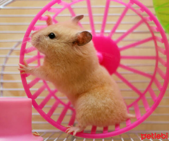 Hamster, Kemirgen  Canik fotoğrafı