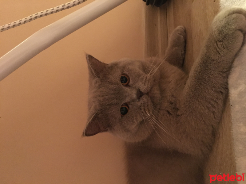 British Shorthair, Kedi  Herkül fotoğrafı