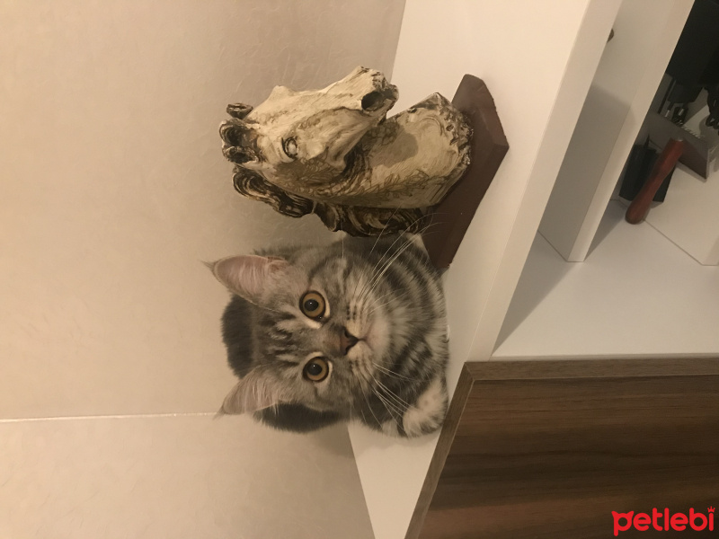 Chinchilla, Kedi  Loki fotoğrafı