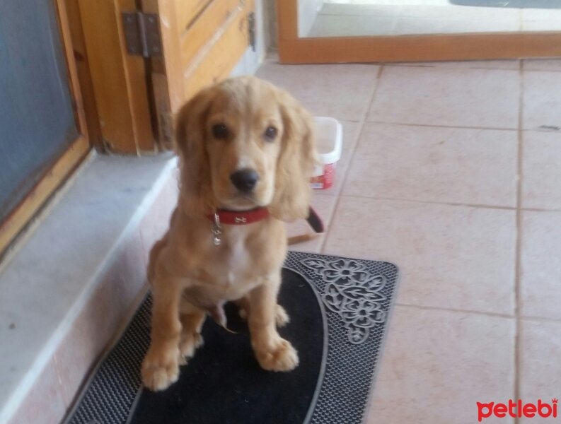 Amerikan Cocker Spaniel, Köpek  Ateş fotoğrafı