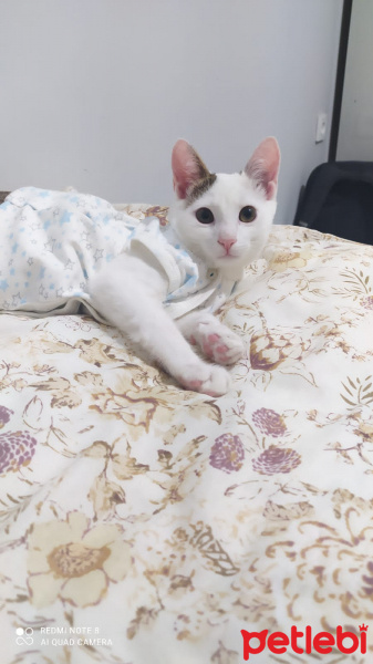 Soke, Kedi  Tomy fotoğrafı