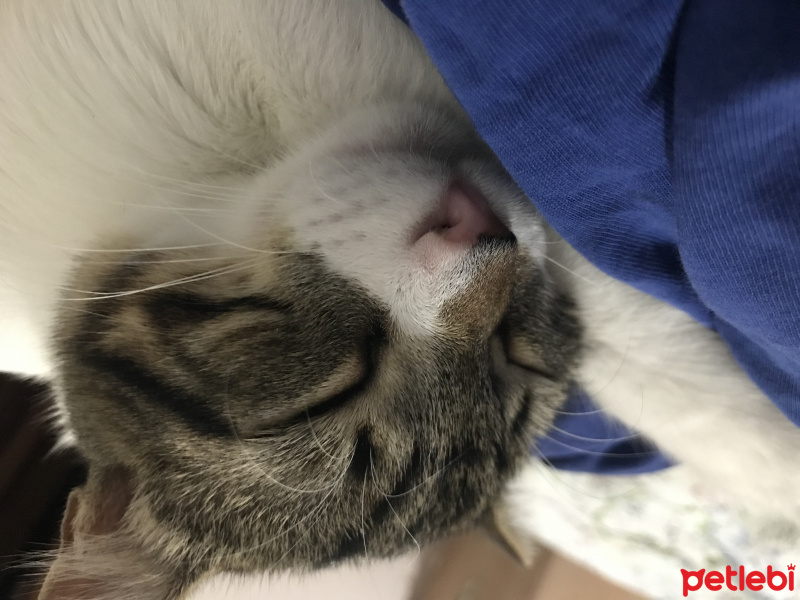 Tekir Kedi, Kedi  Sydney fotoğrafı