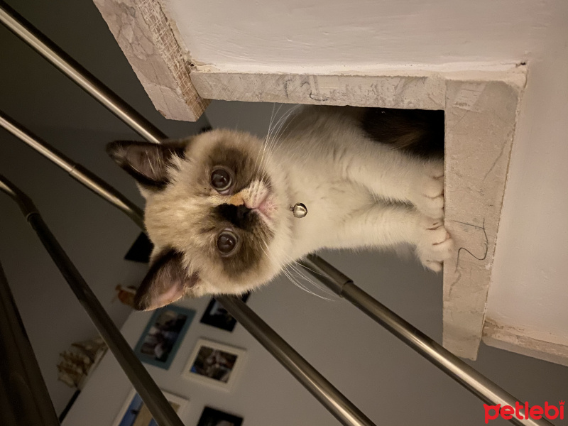 Exotic Shorthair, Kedi  Mocha fotoğrafı