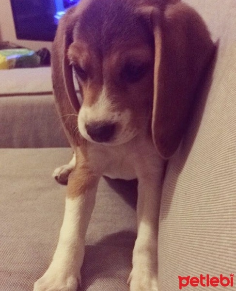 Beagle, Köpek  Şile fotoğrafı