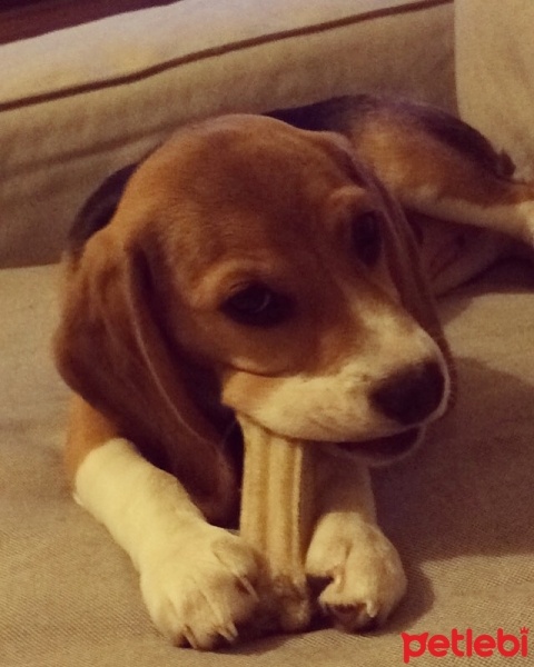Beagle, Köpek  Şile fotoğrafı