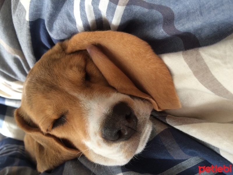 Beagle, Köpek  Şile fotoğrafı