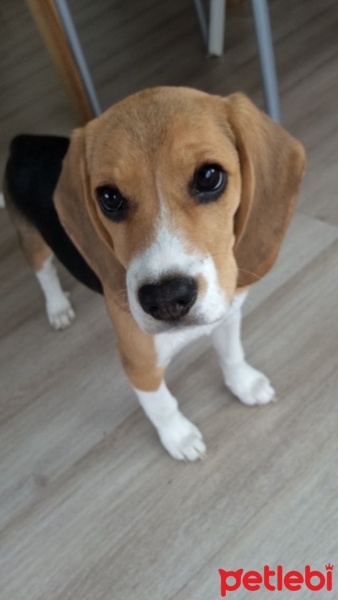 Beagle, Köpek  Şile fotoğrafı