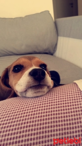 Beagle, Köpek  Şile fotoğrafı