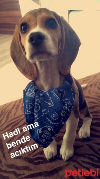 Beagle, Köpek  Şile fotoğrafı