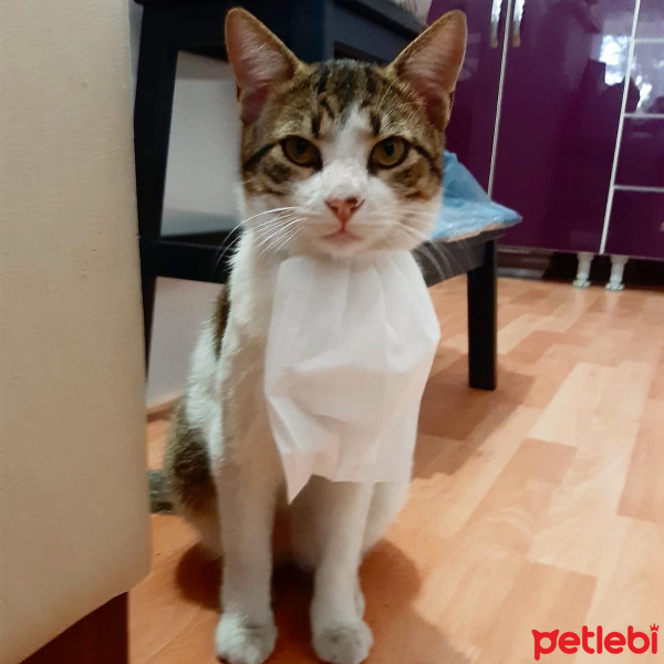 Tekir Kedi, Kedi  Umut fotoğrafı