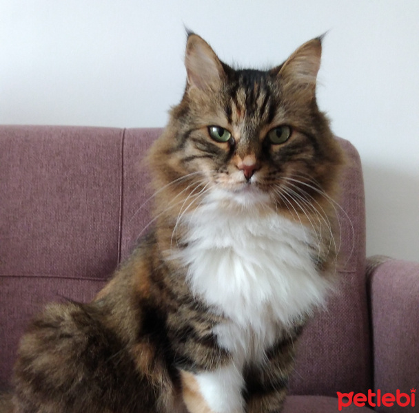 Soke, Kedi  Yuki fotoğrafı