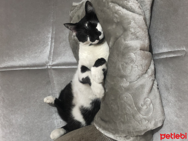 Tuxedo (Smokin) Kedi, Kedi  Miyu fotoğrafı