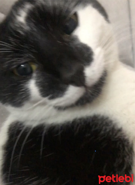 Tuxedo (Smokin) Kedi, Kedi  Miyu fotoğrafı