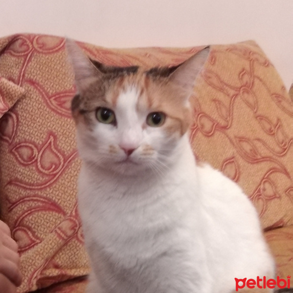 Soke, Kedi  Minto fotoğrafı