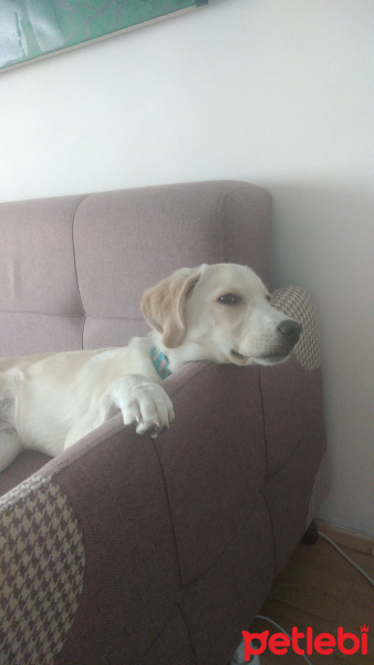 Sokö (Sokak Köpeği), Köpek  Kappa fotoğrafı