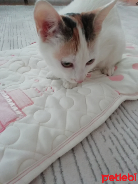 Tekir Kedi, Kedi  Balım kuzusu fotoğrafı