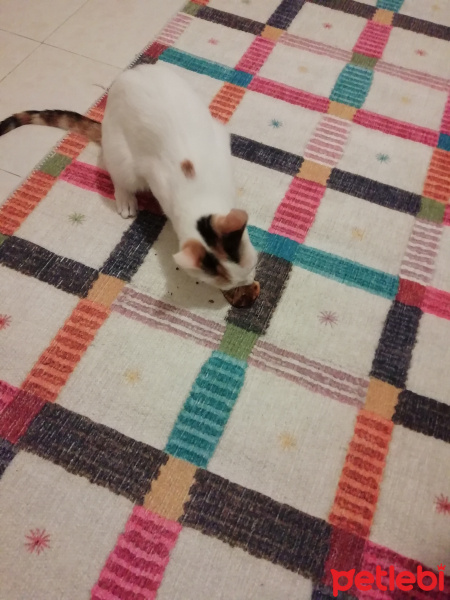 Tekir Kedi, Kedi  Balım kuzusu fotoğrafı