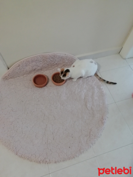 Tekir Kedi, Kedi  Balım kuzusu fotoğrafı
