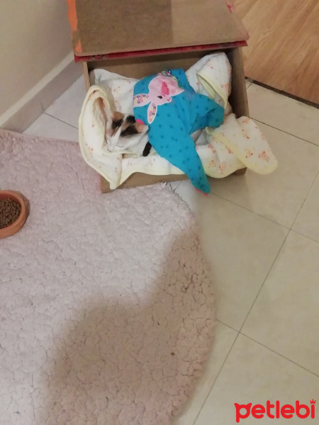 Tekir Kedi, Kedi  Balım kuzusu fotoğrafı