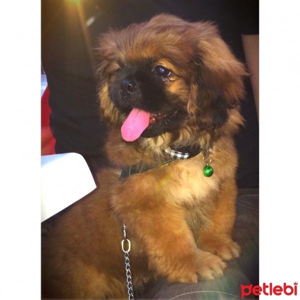 Pekingese, Köpek  Vegas fotoğrafı