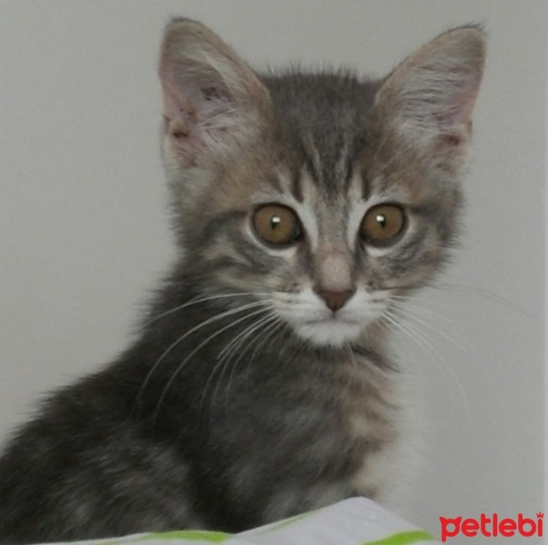 Tekir Kedi, Kedi  Gümüş fotoğrafı
