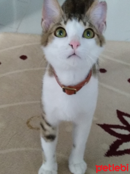 Tekir Kedi, Kedi  Moly fotoğrafı