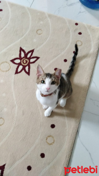 Tekir Kedi, Kedi  Moly fotoğrafı