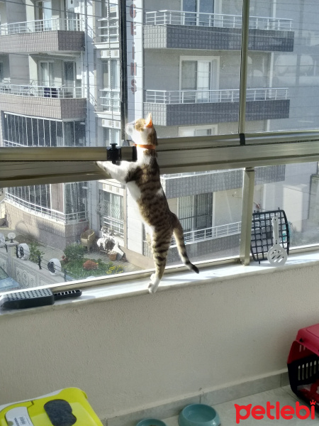 Tekir Kedi, Kedi  Moly fotoğrafı