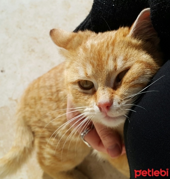 Brazilian Shorthair, Kedi  Lugano fotoğrafı