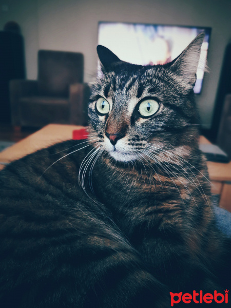 Maine Coon, Kedi  Rhea fotoğrafı