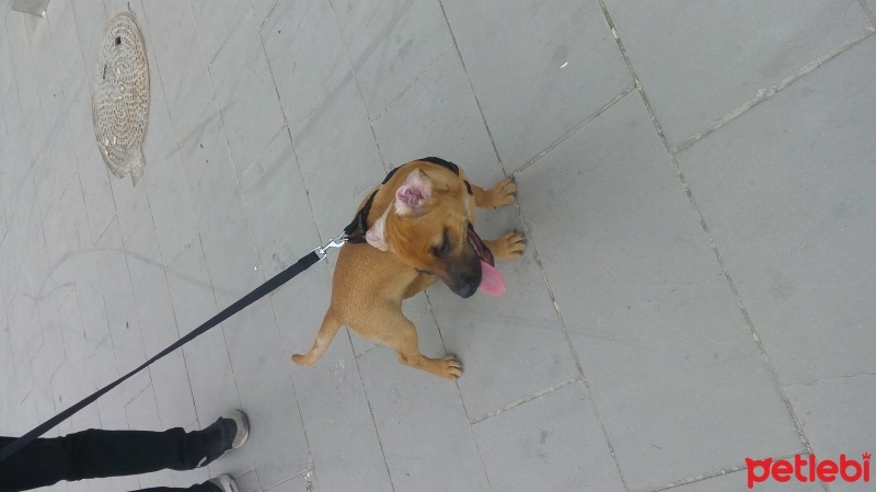 Staffordshire Bull Terrier, Köpek  Bella fotoğrafı